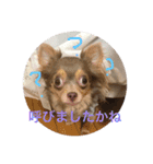 チワワのまろたん（個別スタンプ：6）