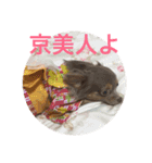 チワワのまろたん（個別スタンプ：8）