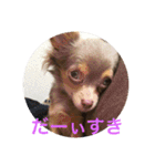 チワワのまろたん（個別スタンプ：11）