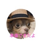 チワワのまろたん（個別スタンプ：13）