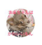 チワワのまろたん（個別スタンプ：16）