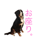 蘭RANランちゃん♪（個別スタンプ：3）