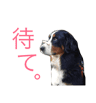 蘭RANランちゃん♪（個別スタンプ：10）