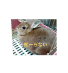うさぎのキララ（個別スタンプ：3）