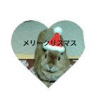 うさぎのキララ（個別スタンプ：8）