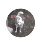 おぐら家のどうぶつ（個別スタンプ：11）