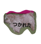 おぐら家のどうぶつ（個別スタンプ：12）