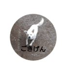 おぐら家のどうぶつ（個別スタンプ：14）