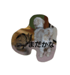 おぐら家のどうぶつ（個別スタンプ：16）