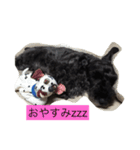 friendly shin（個別スタンプ：14）