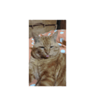 我が家のにゃんこ達（個別スタンプ：2）