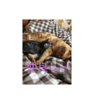 我が家のにゃんこ達（個別スタンプ：3）