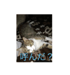 我が家のにゃんこ達（個別スタンプ：6）