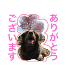 あんずちゃん〜日常編〜（個別スタンプ：5）