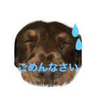 あんずちゃん〜日常編〜（個別スタンプ：6）