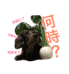 あんずちゃん〜日常編〜（個別スタンプ：11）