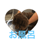 あんずちゃん〜日常編〜（個別スタンプ：13）