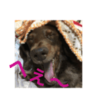 あんずちゃん〜日常編〜（個別スタンプ：14）