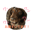 あんずちゃん〜日常編〜（個別スタンプ：16）