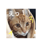 とらまろ♥スタンプ（個別スタンプ：8）