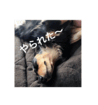 とらまろ♥スタンプ（個別スタンプ：12）