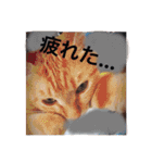 とらまろ♥スタンプ（個別スタンプ：13）