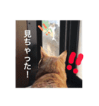 とらまろ♥スタンプ（個別スタンプ：23）