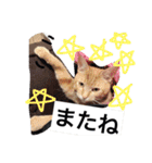 とらまろ♥スタンプ（個別スタンプ：32）