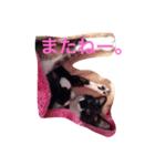 われの国の王子さま。（個別スタンプ：8）