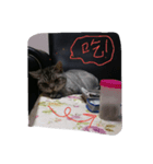 Lazzy Cat（個別スタンプ：3）