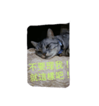 Lazzy Cat（個別スタンプ：8）