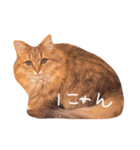 うちのニャンズさま（個別スタンプ：1）