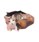 うちのニャンズさま（個別スタンプ：6）