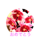 ランの花（個別スタンプ：2）