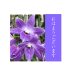 ランの花（個別スタンプ：4）
