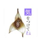 ランの花（個別スタンプ：7）