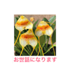 ランの花（個別スタンプ：8）