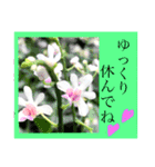 ランの花（個別スタンプ：11）