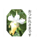 ランの花（個別スタンプ：12）