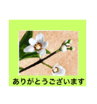 ランの花（個別スタンプ：13）