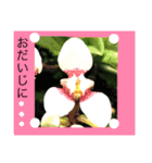 ランの花（個別スタンプ：14）
