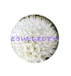 ランの花（個別スタンプ：17）