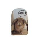 うさぎ-2018-01（個別スタンプ：2）