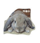 うさぎ-2018-01（個別スタンプ：4）