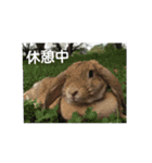 うさぎ-2018-01（個別スタンプ：9）