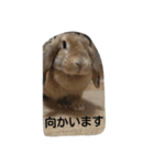 うさぎ-2018-01（個別スタンプ：10）
