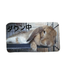 うさぎ-2018-01（個別スタンプ：12）