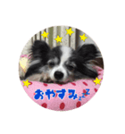 ぱぴこ＆ぽっきー（個別スタンプ：1）