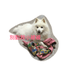 Abby is（個別スタンプ：1）