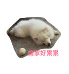 Abby is（個別スタンプ：2）
